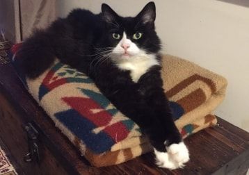 Portrait of Cotton, the cat