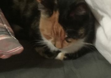 Portrait of Nutmeg, the cat