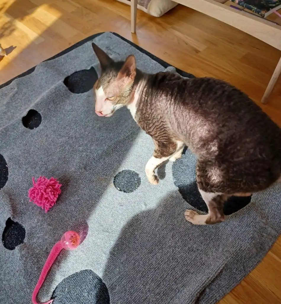 image-12