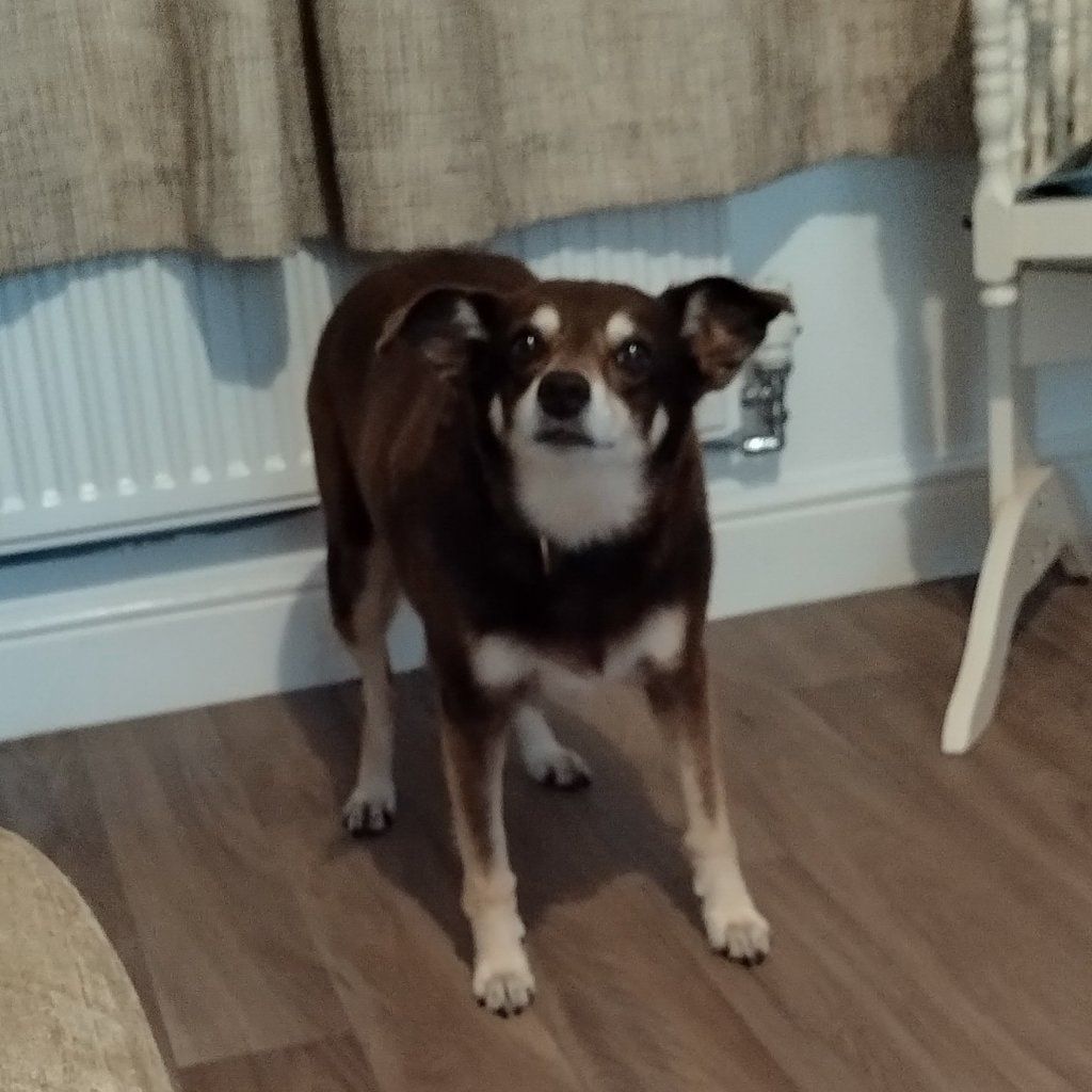 Portrait of Chino , the dog