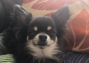 Portrait of Floki , the dog