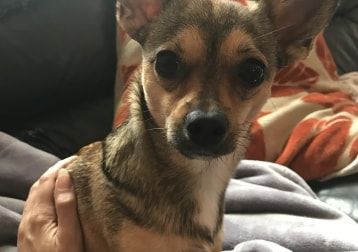 Portrait of Freya , the dog