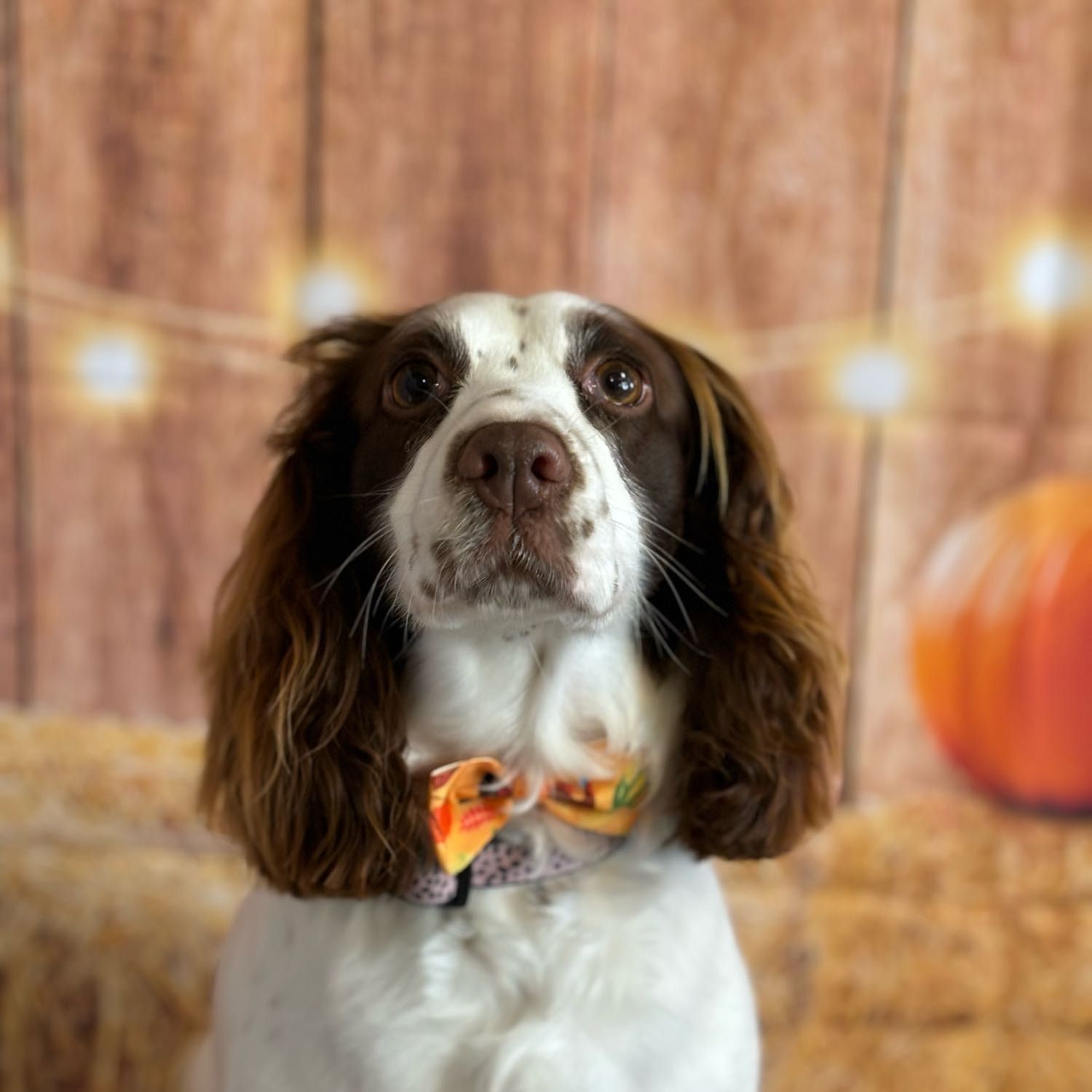 Portrait of Lola, the dog