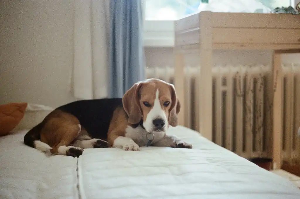 image-52