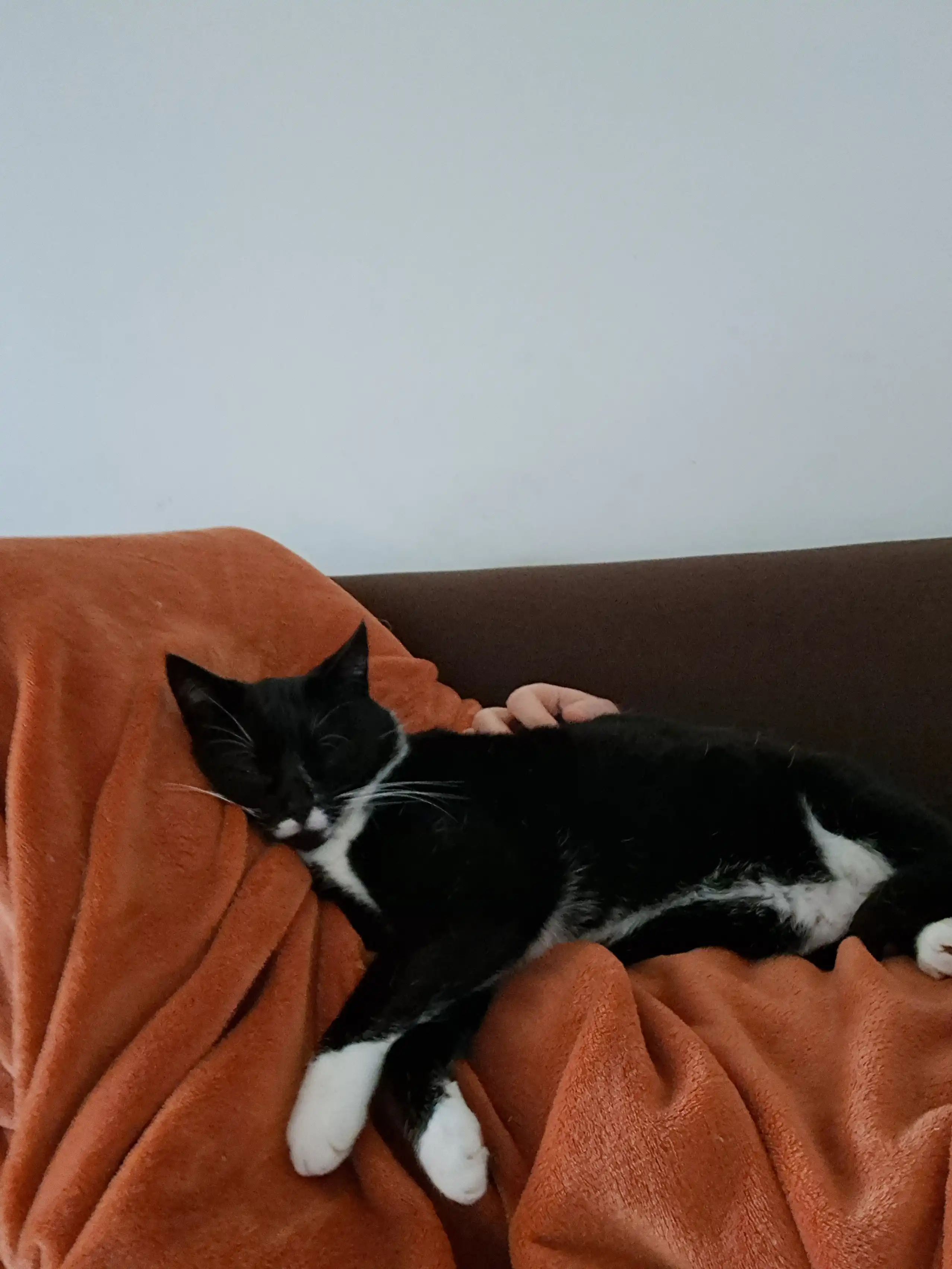 image-8