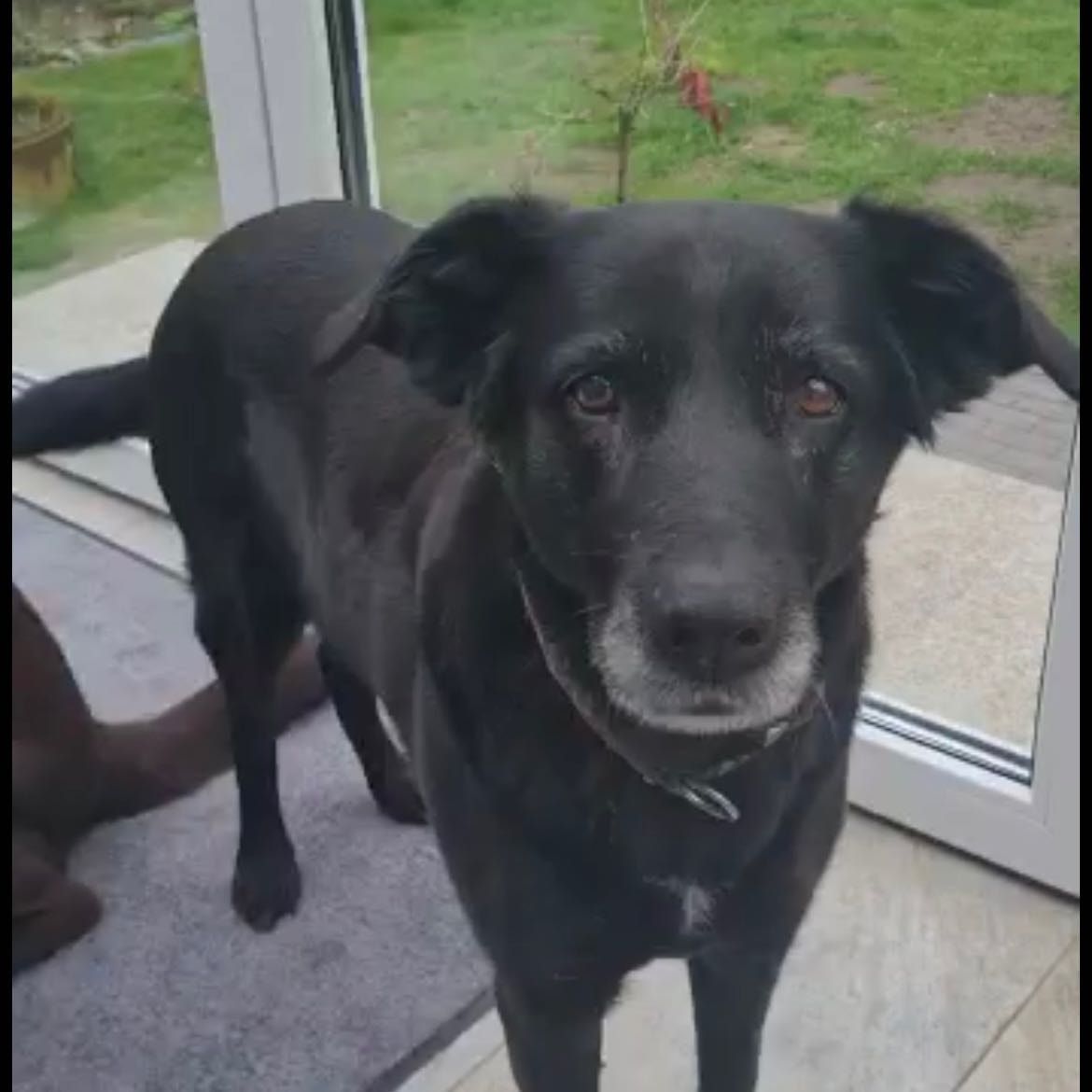 Portät von Hayley, dog