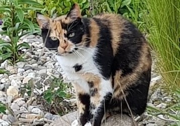 Portät von Mimi, cat
