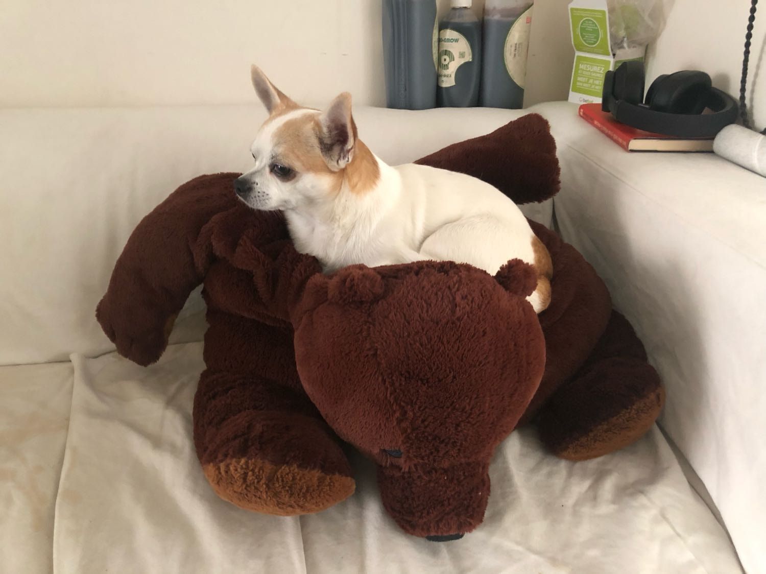 image-11