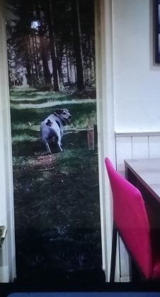 image-7