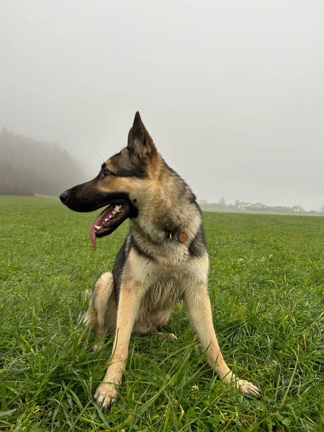 image-7
