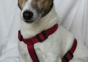 Portrait de Hatchi, la dog