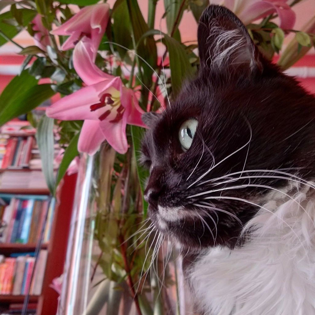 Foto di Mayumi, il cat