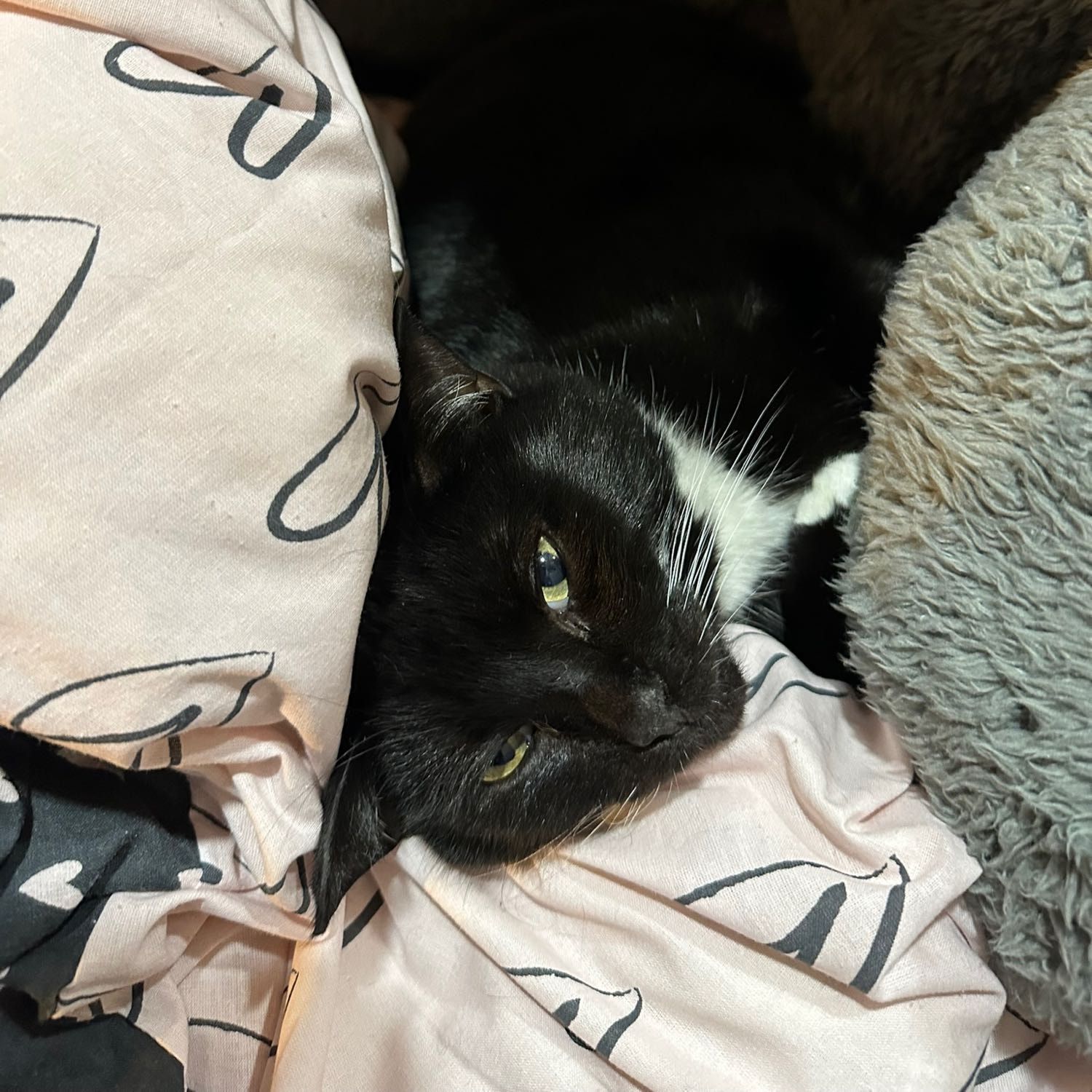 Portrait of Roman, the cat