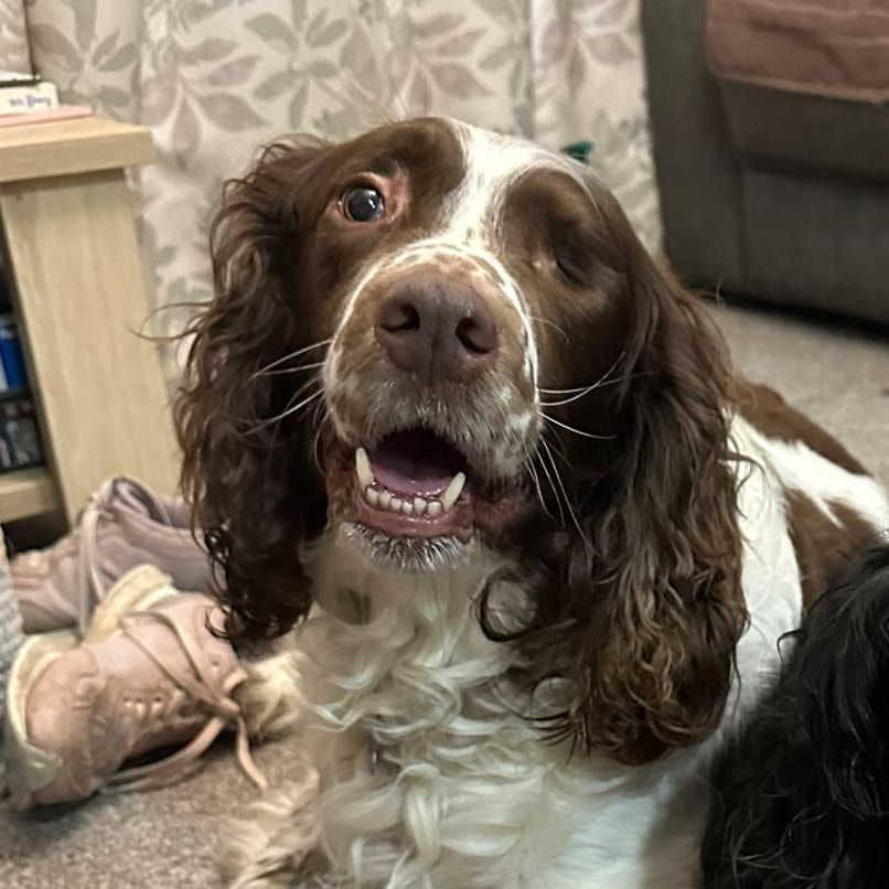 Portrait of Rolo, the dog