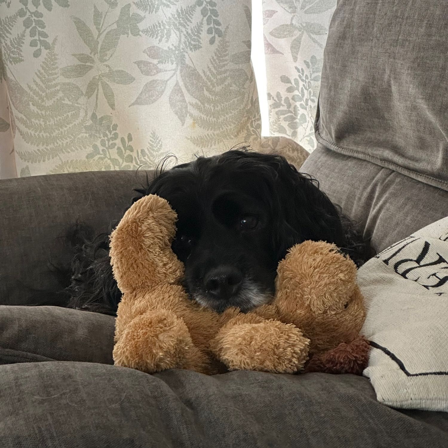 Portrait of Cassie, the dog
