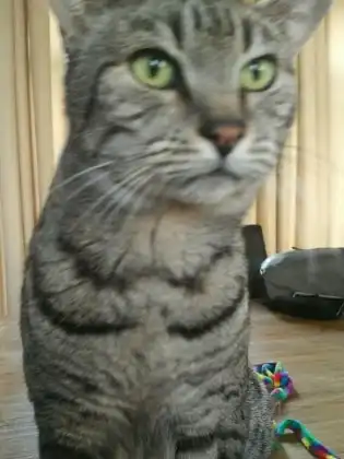 image-7