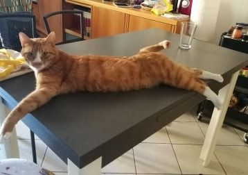 Foto di Johnny, il cat