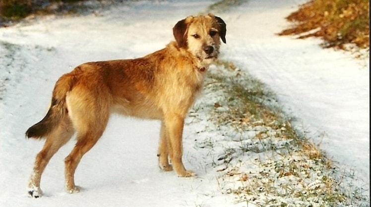 image-2