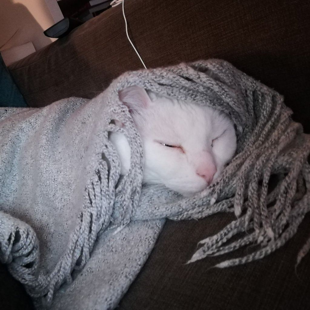 Portrait de Duchesse , la cat
