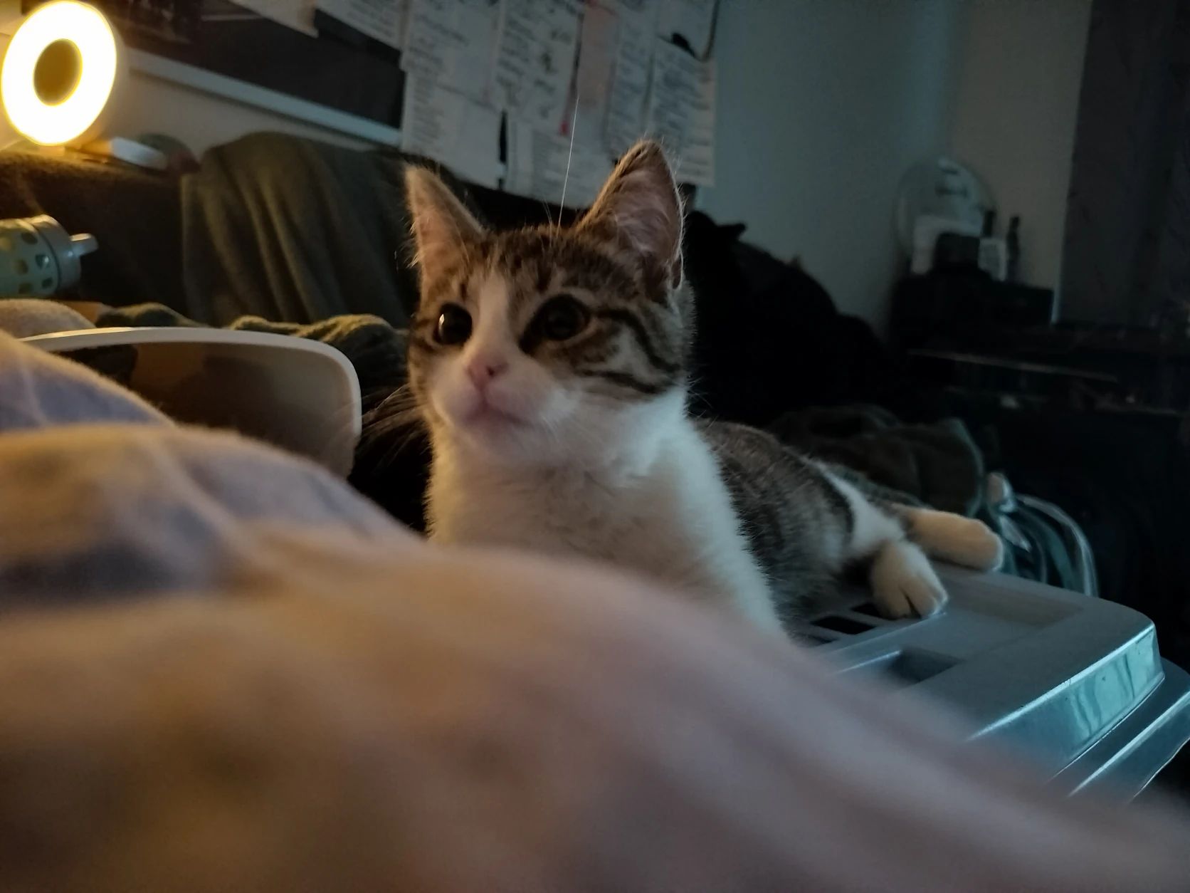 image-8