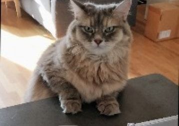Portrait of Foxy, the cat