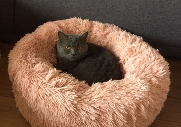 Portretfoto van Puck, de cat