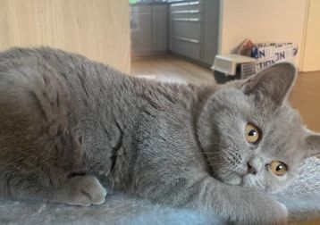 Portretfoto van Lizzy, de cat
