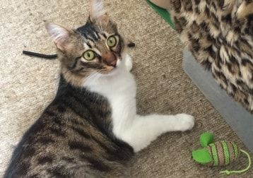 Portrait of Aries, the cat