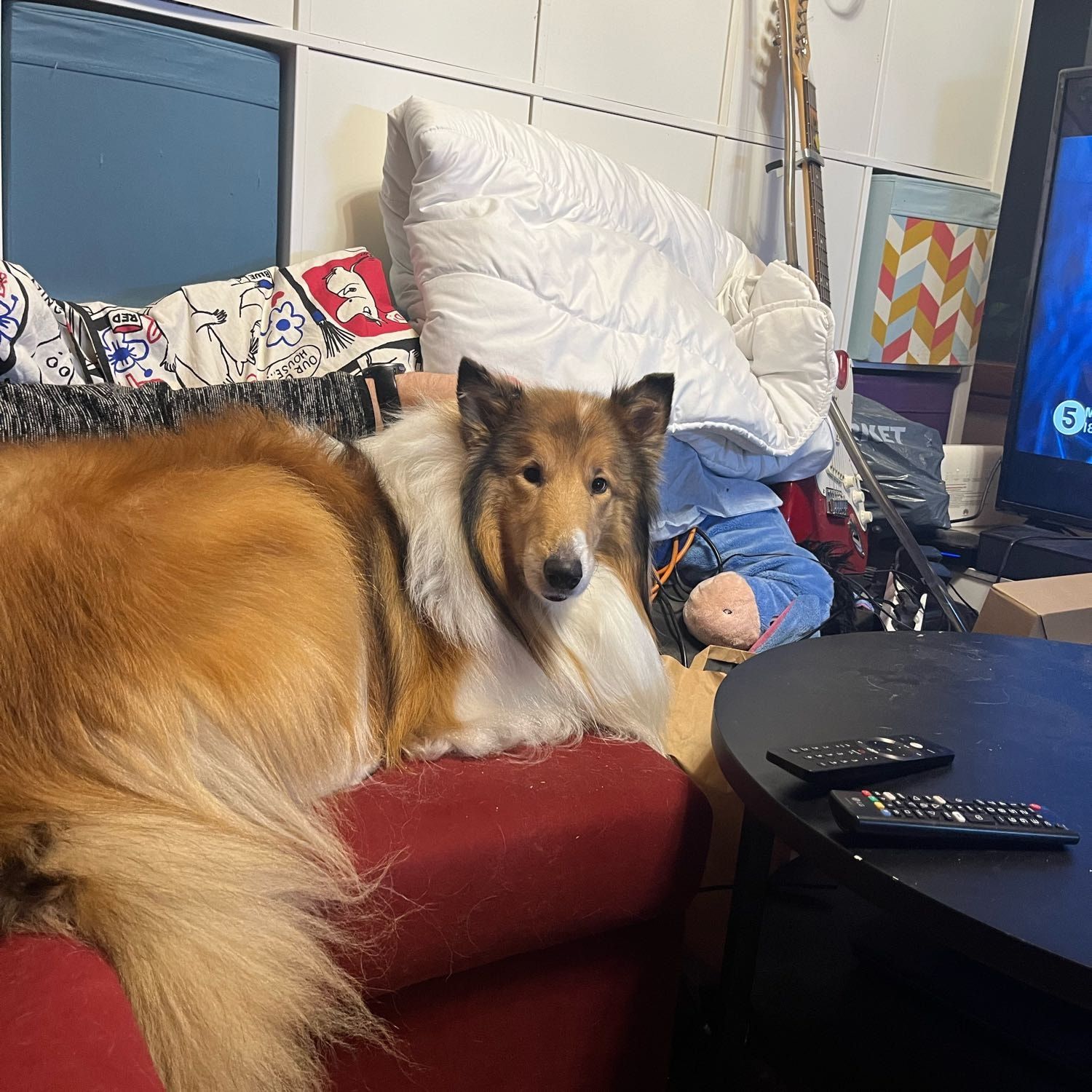 Väinö - dog