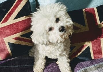 Portrait of Mona, the dog