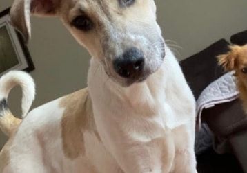Portät von Lotta, dog