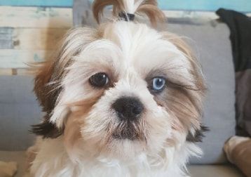 Portrait de Krilin, la dog