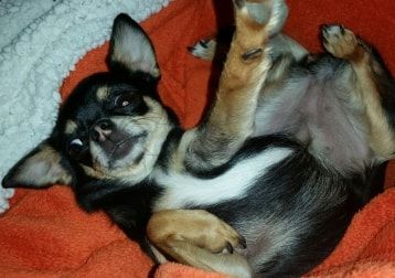 Portät von Haily, dog