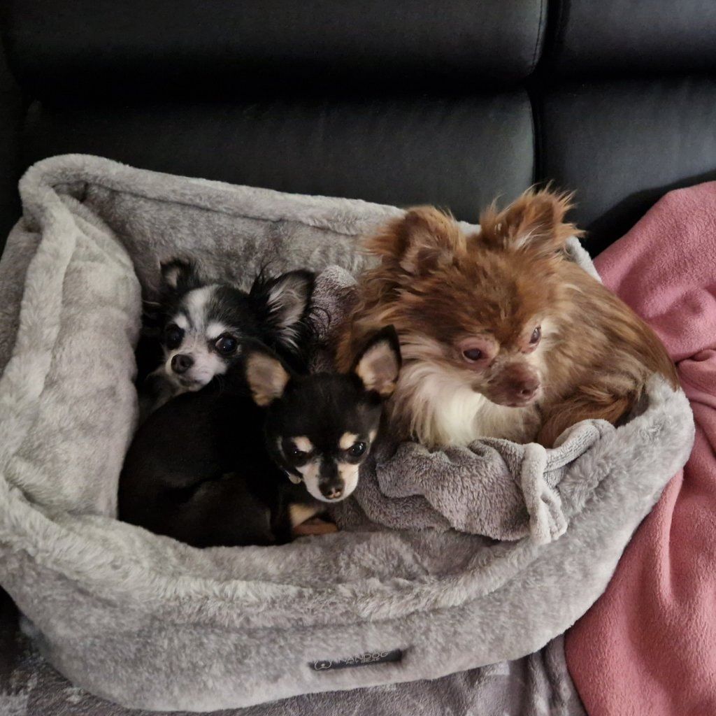 Portät von Alle drei zusammen , dog