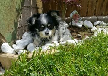 Portät von Queeny, dog