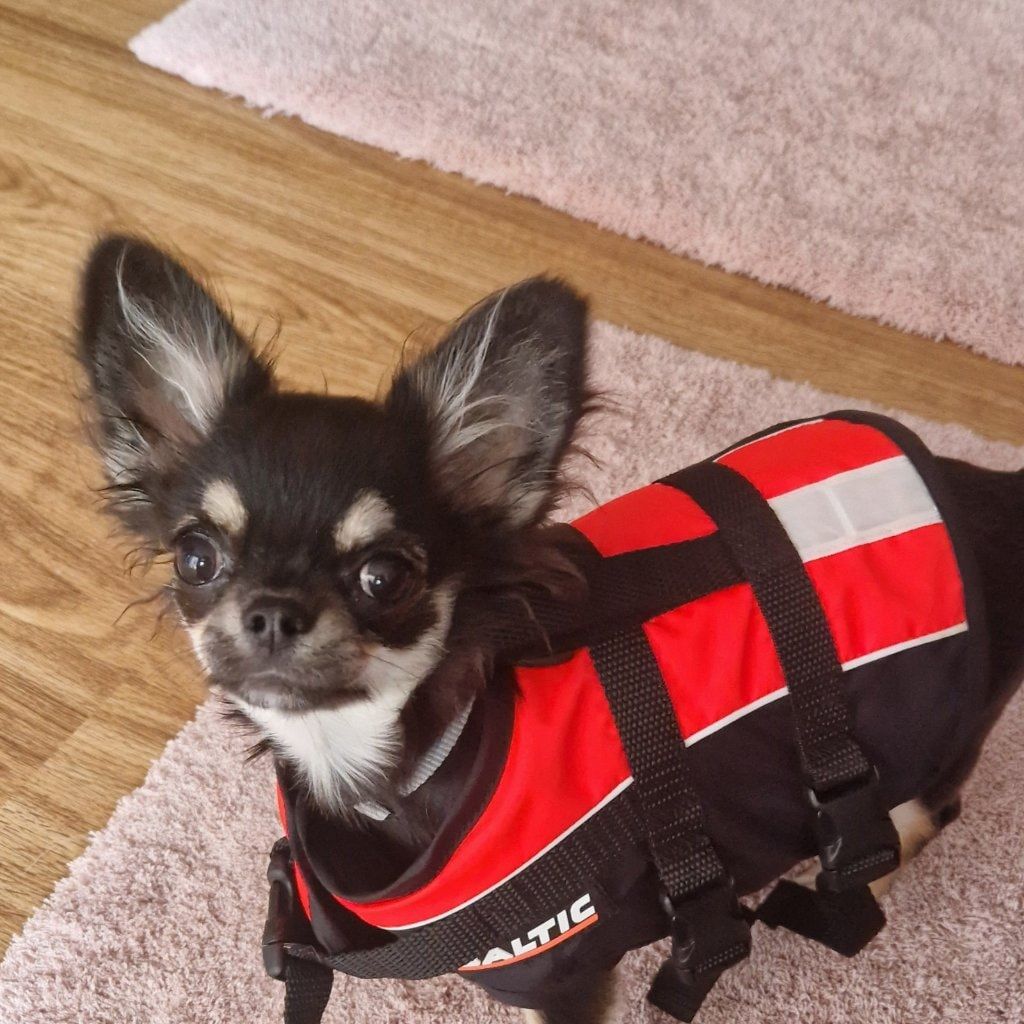 Portät von Bumblebee , dog