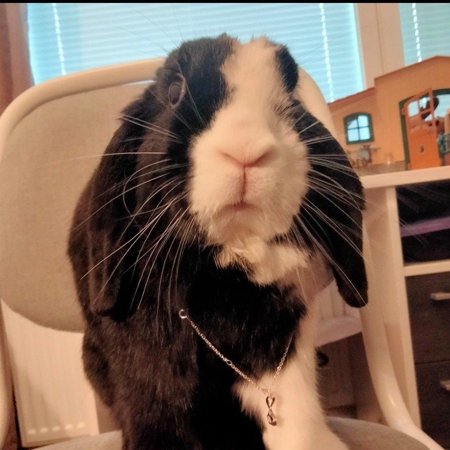 Pablo - rabbit