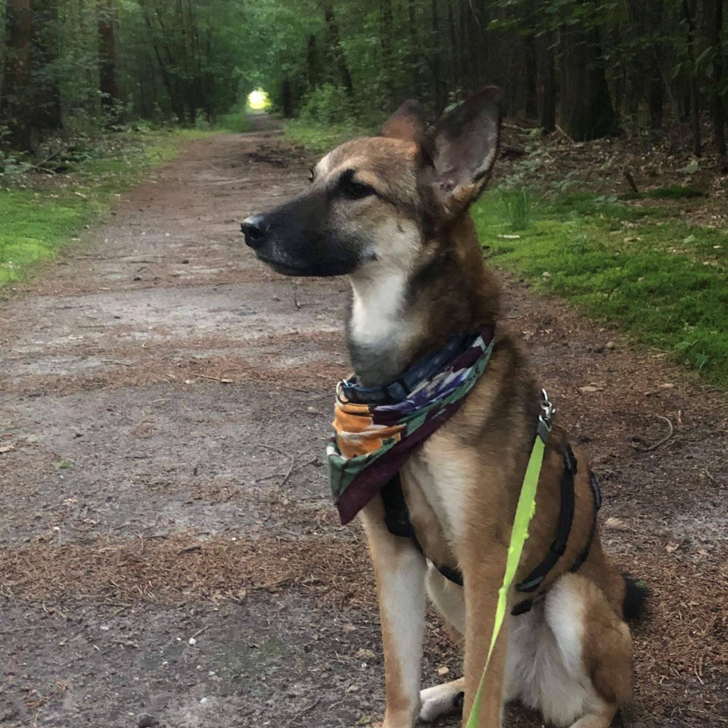 Portretfoto van Neji, de dog