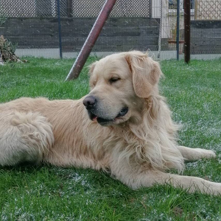 Portrait de Nutella , la dog