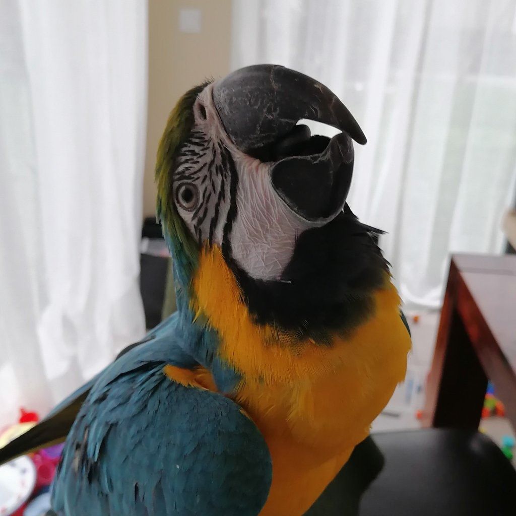 Portrait de Tahiti, la bird