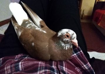 Portrait of Frankie, the bird