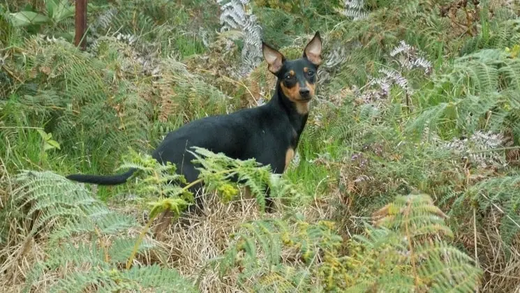 image-2