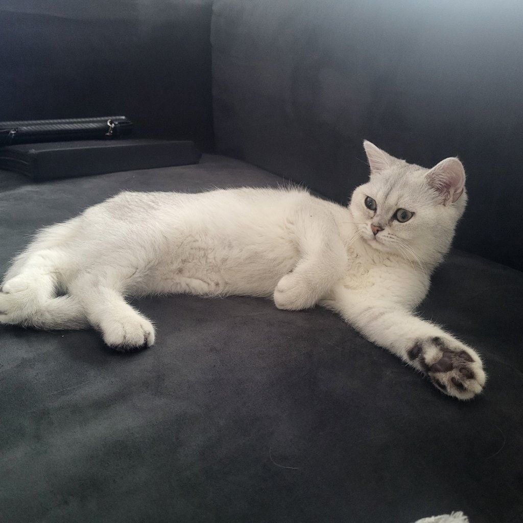 Portretfoto van Spooky, de cat