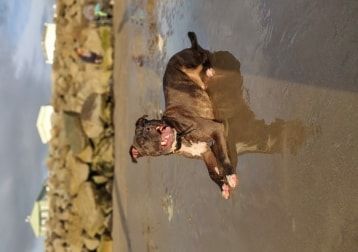 Portrait of Butch, the dog