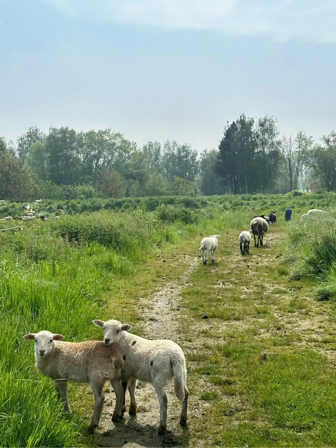 image-5