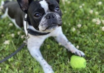 Mila - dog