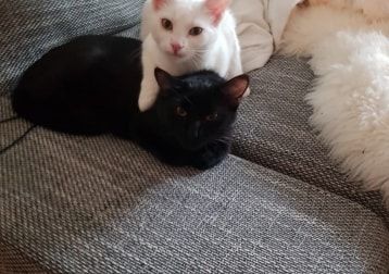 Portät von Mary, cat
