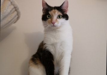 Portät von Mango, cat