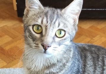Portrait de Pipou, la cat