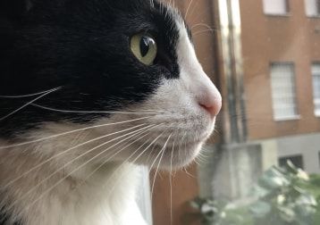 Foto di Lampo, il cat